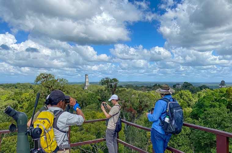 Tikal Birding Tour