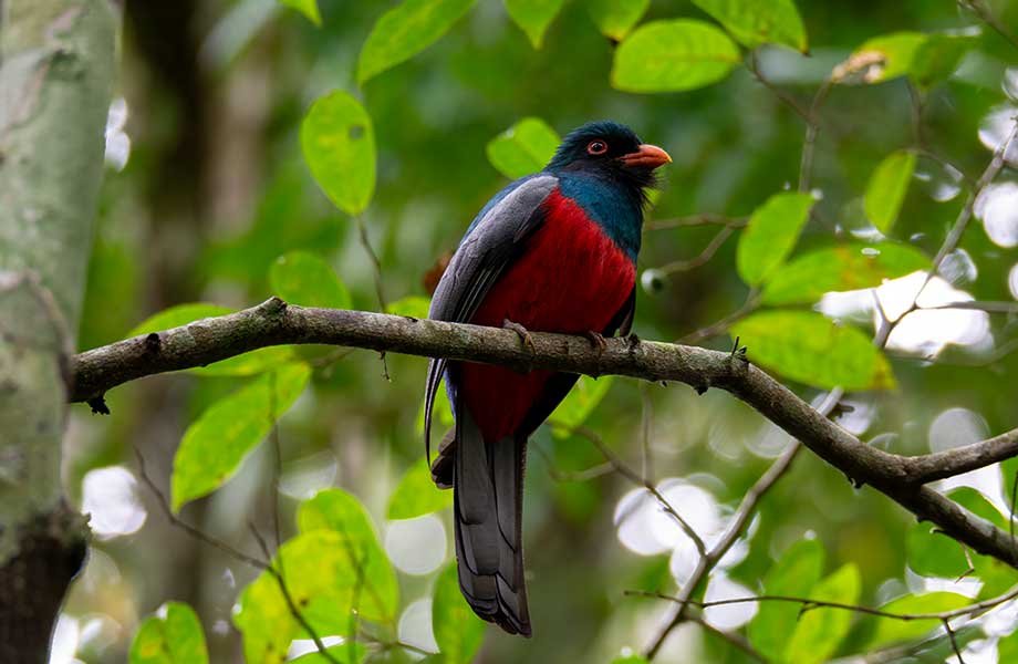 A vibrant Slaty-tailed Trogon, known for its striking colors, perched elegantly on a liana amidst the green lush Maya jungle in Tikal National Park, showcasing the region's rich biodiversity