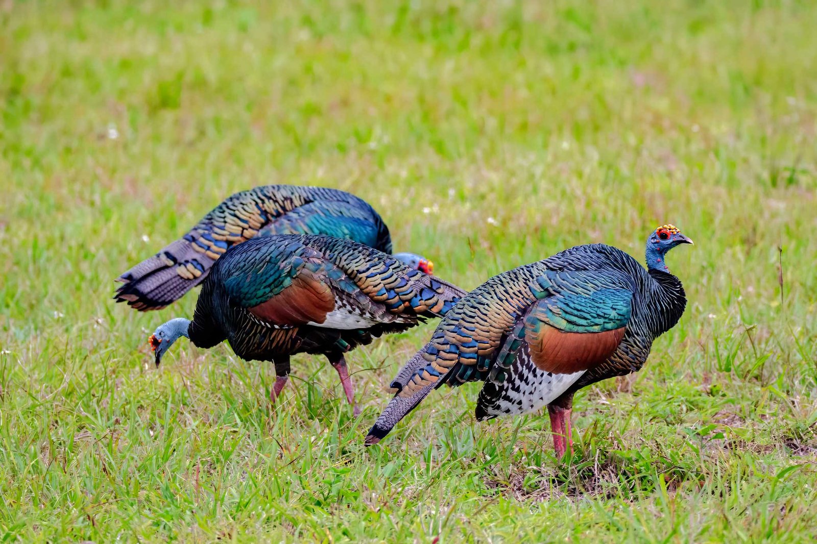 Three Ocellated Turkeys wandering on the forest floor of Tikal National Park, showcasing the diverse and vibrant wildlife native to this renowned UNESCO World Heritage Site in Guatemala.